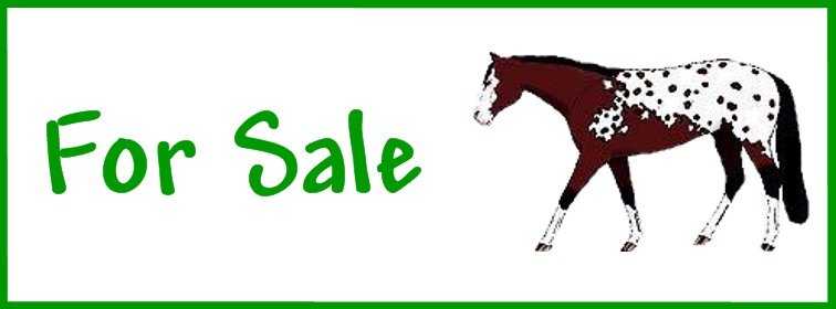 Horses for sale through Fernvalley